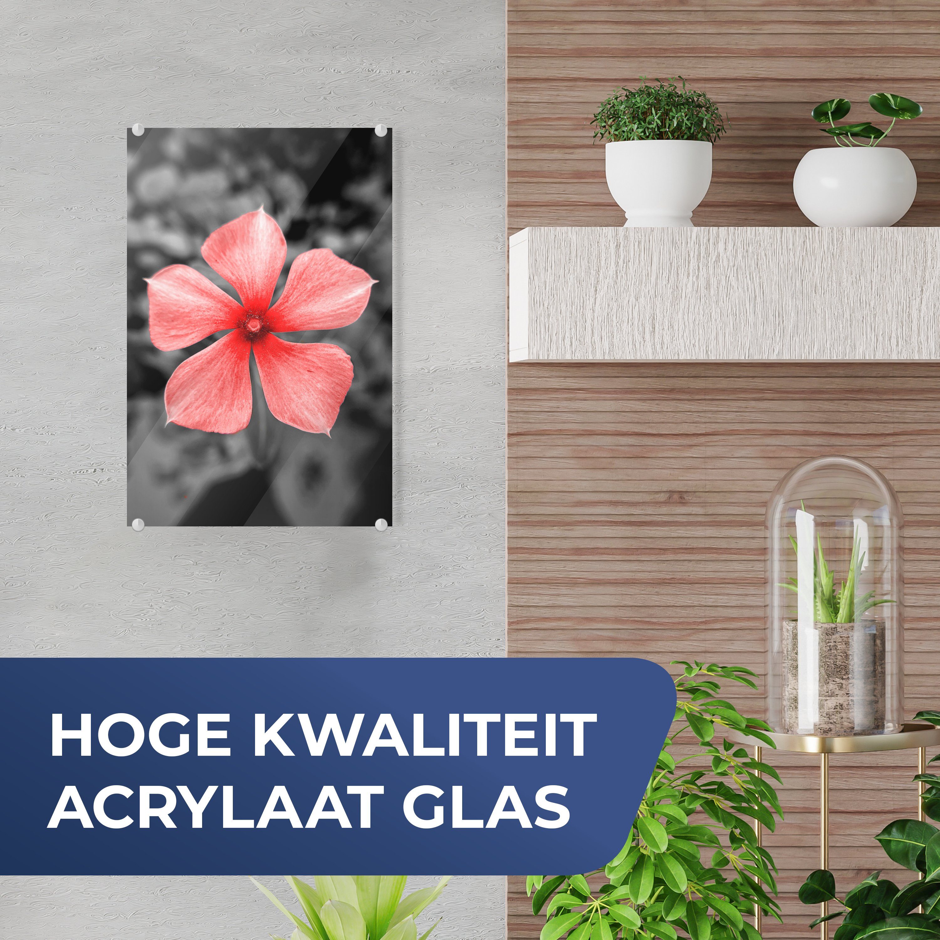 Glas St), Weiß, Glas (1 Schwarz MuchoWow - Blumen - - Rot - auf Glasbilder auf - Foto Acrylglasbild - Wandbild Bilder Wanddekoration