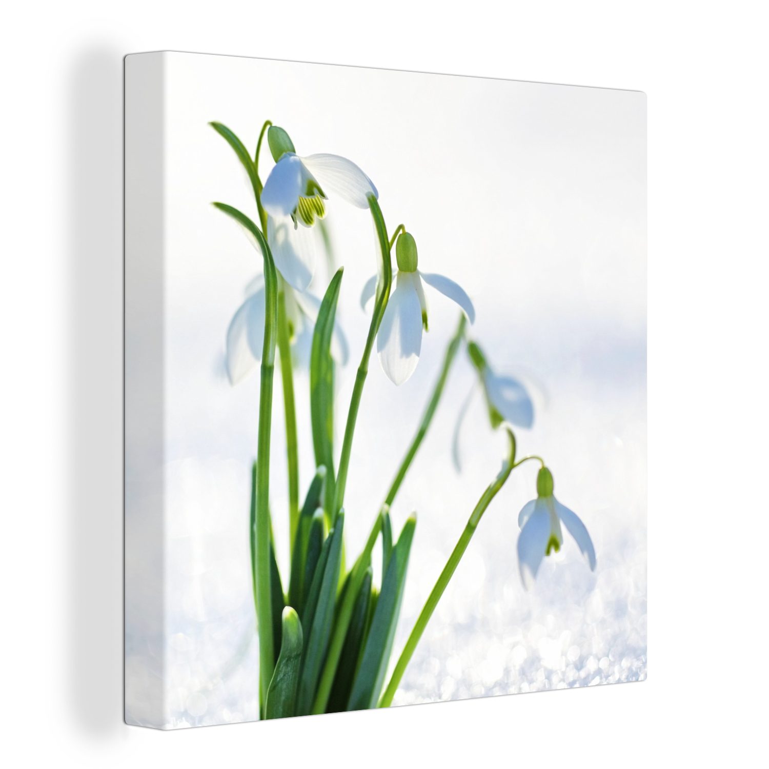 OneMillionCanvasses® Leinwandbild Schneeglöckchen - Winter - Schnee, (1 St), Leinwand Bilder für Wohnzimmer Schlafzimmer