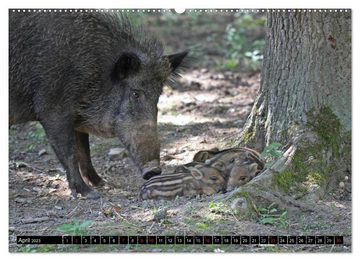 CALVENDO Wandkalender Der Schweinekalender (Premium, hochwertiger DIN A2 Wandkalender 2023, Kunstdruck in Hochglanz)