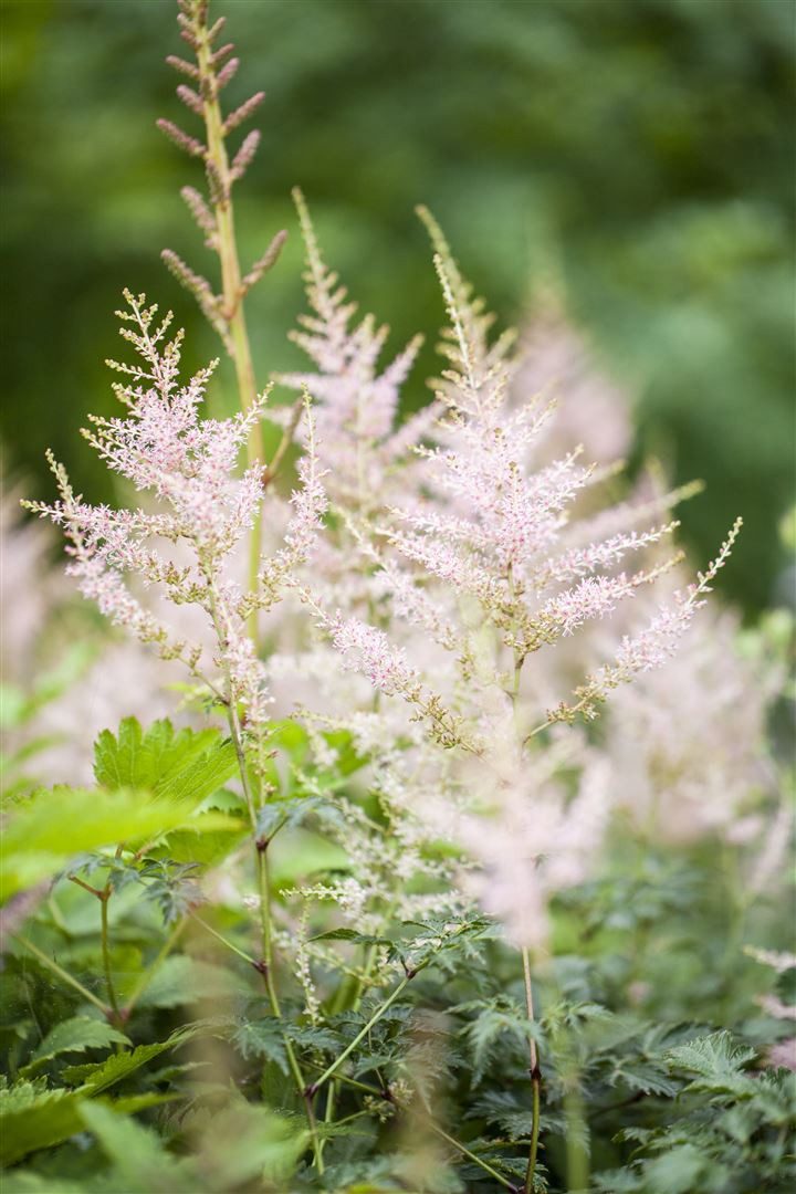Pflanzen für Dich Staude Astilbe 'Younique White', 1 St., Astilbe, Prachtspiere