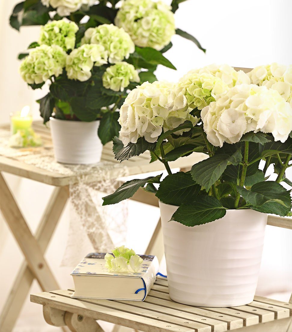 Dehner Blumentopf Wave, Ø 23 - 29 cm, Höhe 22 - 25 cm, rund, Indoor, Keramik