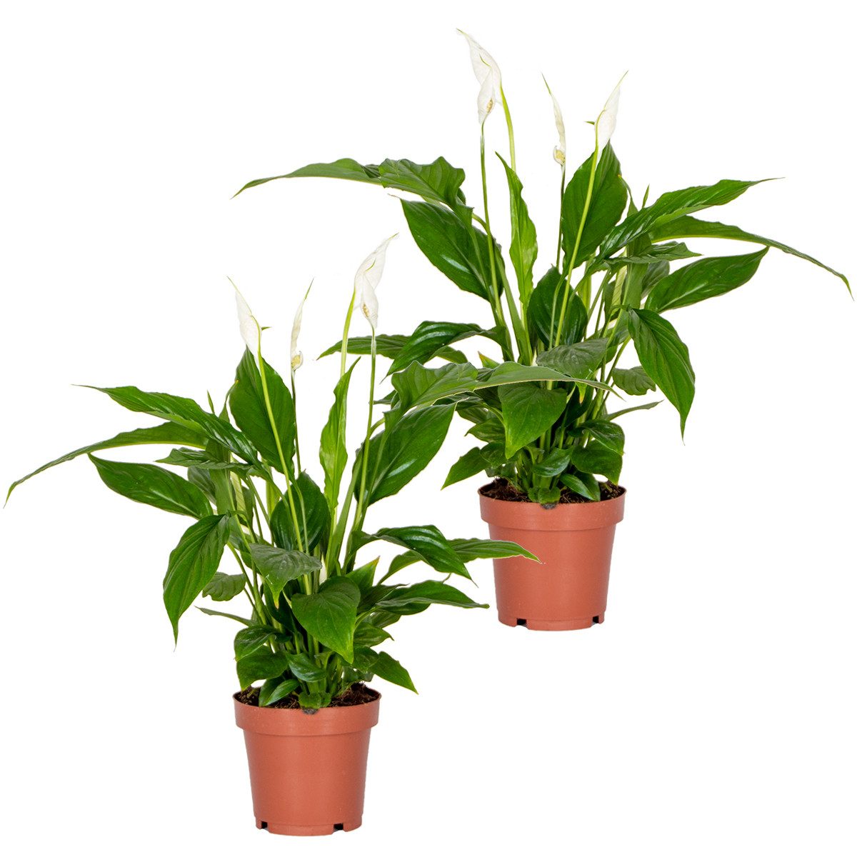 Bloomique Zimmerpflanze Bloomique - 2er Set - Spathiphyllum Torelli - Friedenslilie - Einblatt, 2 St.