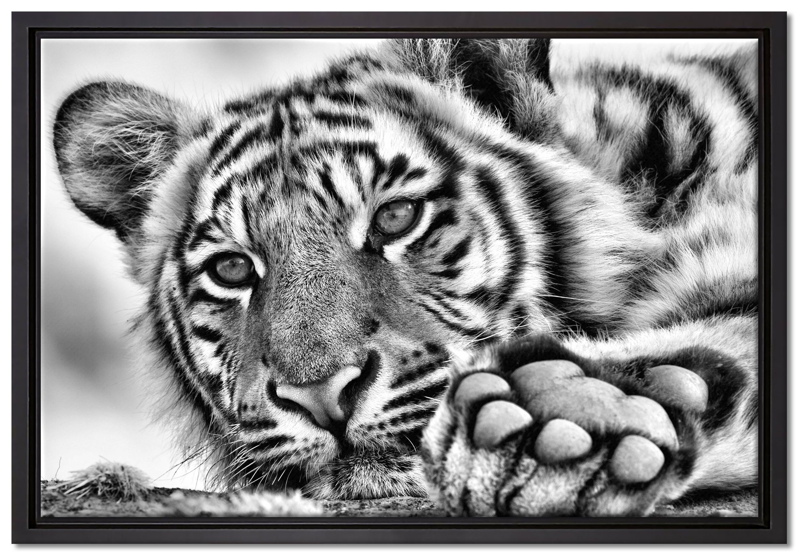 Pixxprint Leinwandbild Tiger, Zackenaufhänger inkl. einem Wanddekoration bespannt, in St), gefasst, (1 Schattenfugen-Bilderrahmen Leinwandbild fertig