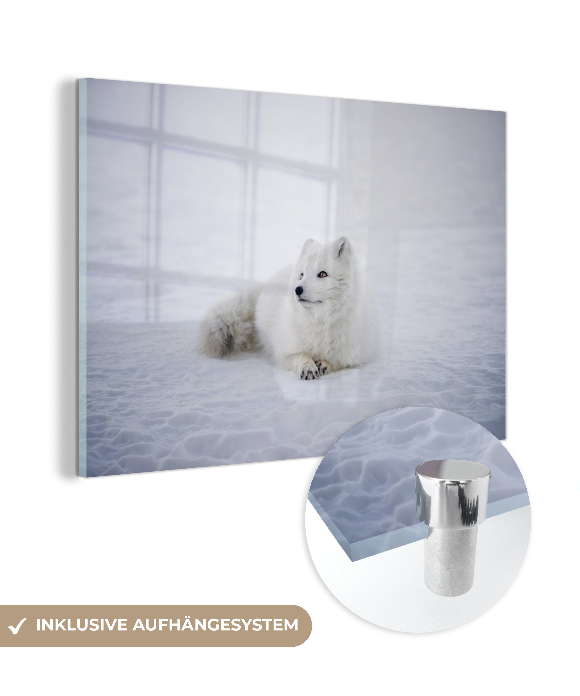 MuchoWow Acrylglasbild Fuchs - Weiß - Schnee, (1 St), Acrylglasbilder Wohnzimmer & Schlafzimmer