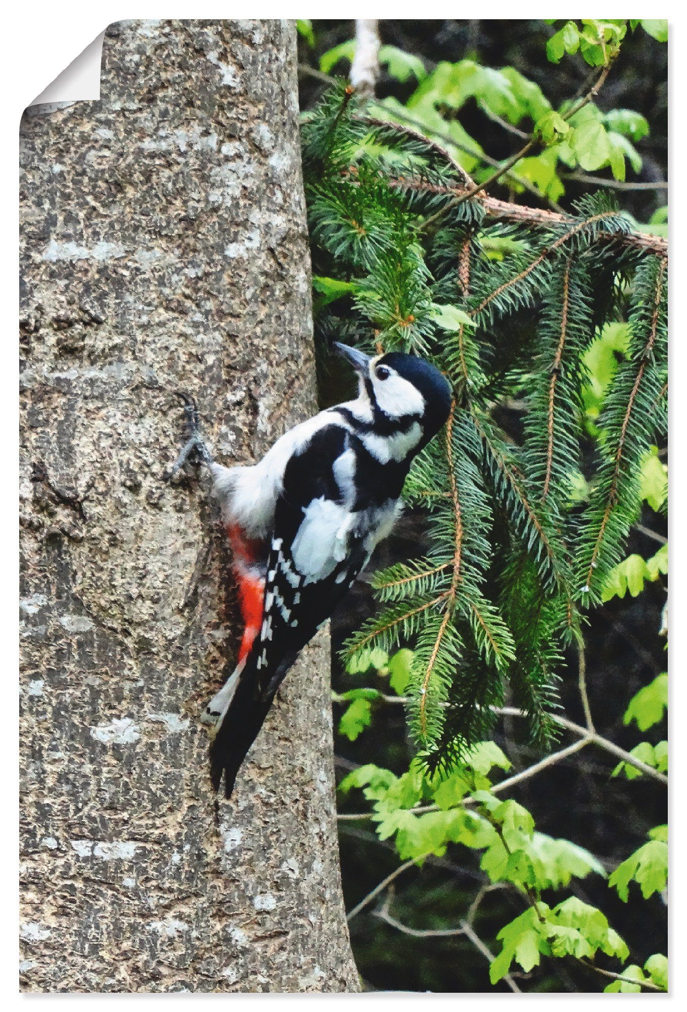 Buntspecht (1 Artland Wald, St), versch. Wandbild im Vögel in Leinwandbild, oder Wandaufkleber als Größen Poster