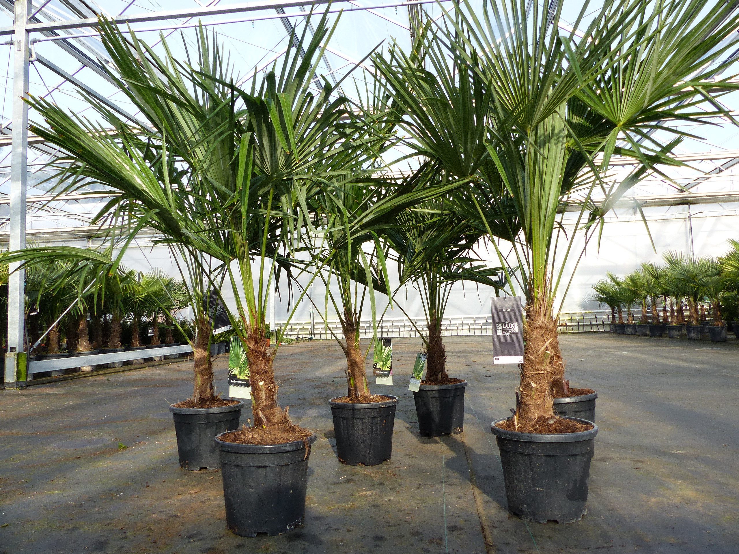 gruenwaren jakubik Baum Trachycarpus fortunei 140 - 170 cm Palme Hanfpalme, winterhart