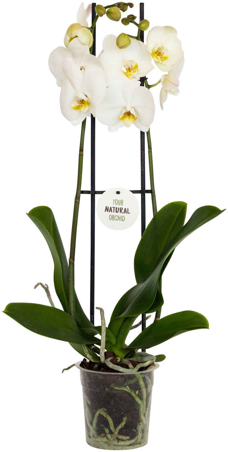 Dominik Zimmerpflanze »Schmetterlingsorchidee«, Höhe: 30 cm, 1 Pflanze