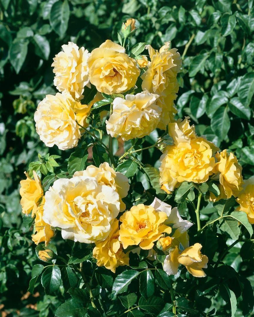 Pflanzen für Dich Rose Rosa Lichtkönigin Lucia