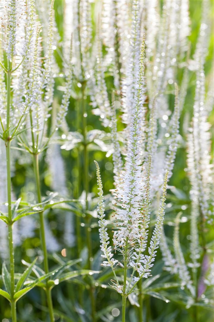 Pflanzen für Dich Staude Veronica spic. Alba, 1 St., Ähriger Ehrenpreis, Weißer Ehrenpreis