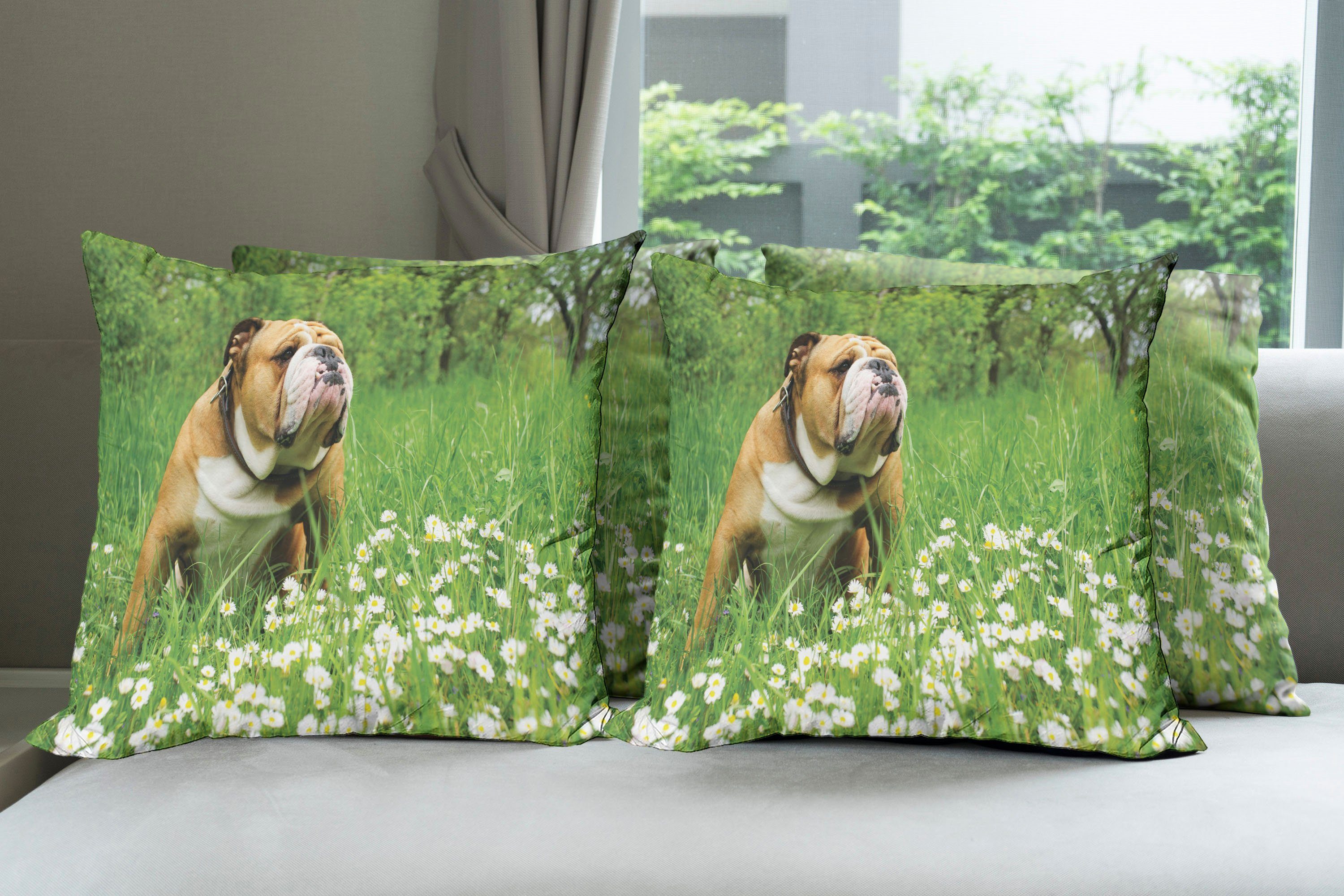 (4 Abakuhaus Digitaldruck, Englische Bulldogge Accent Modern Stück), Gänseblümchen Doppelseitiger Blossom Kissenbezüge
