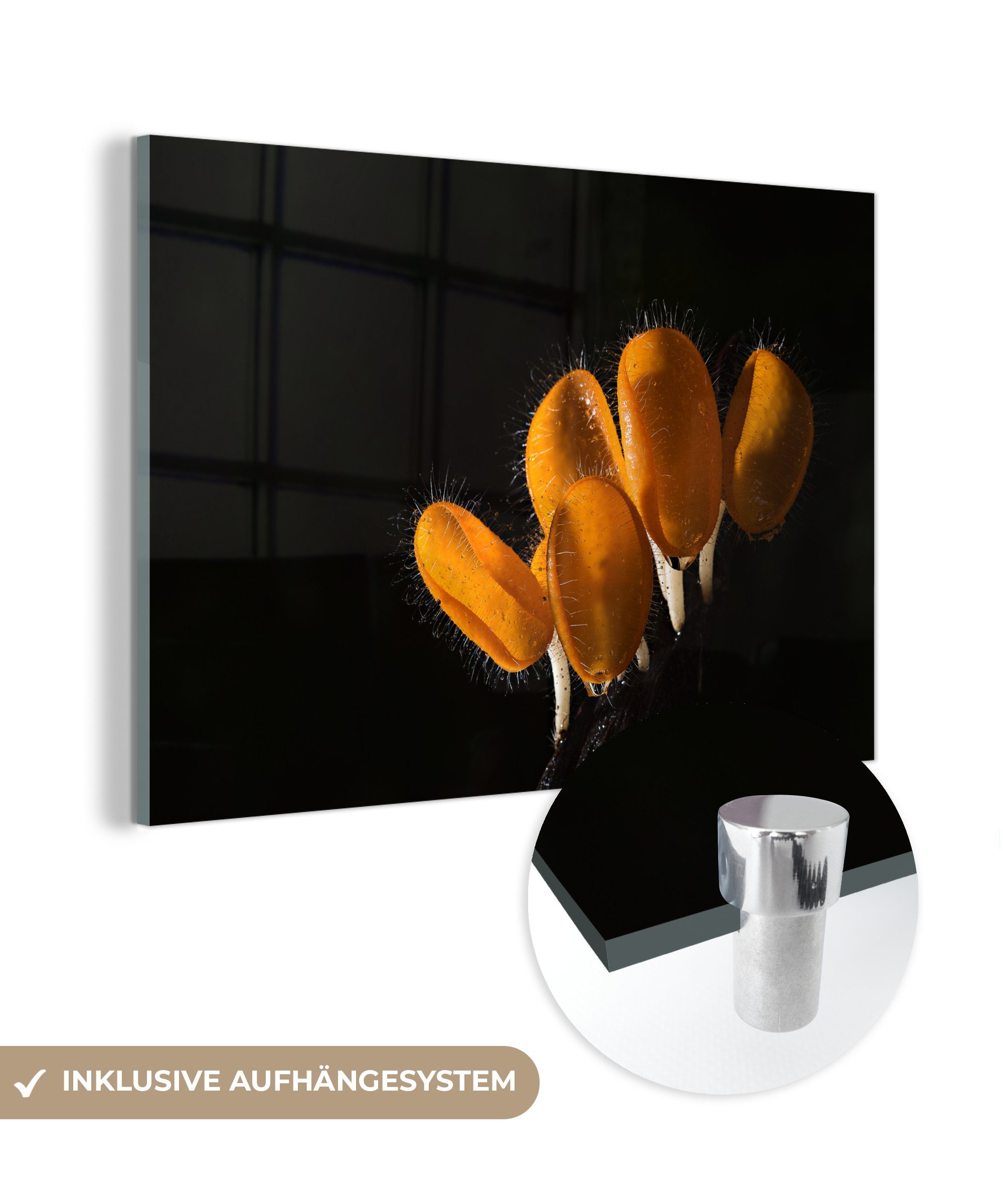 MuchoWow Acrylglasbild Orangefarbene Pilze im Dunkeln, (1 St), Acrylglasbilder Wohnzimmer & Schlafzimmer