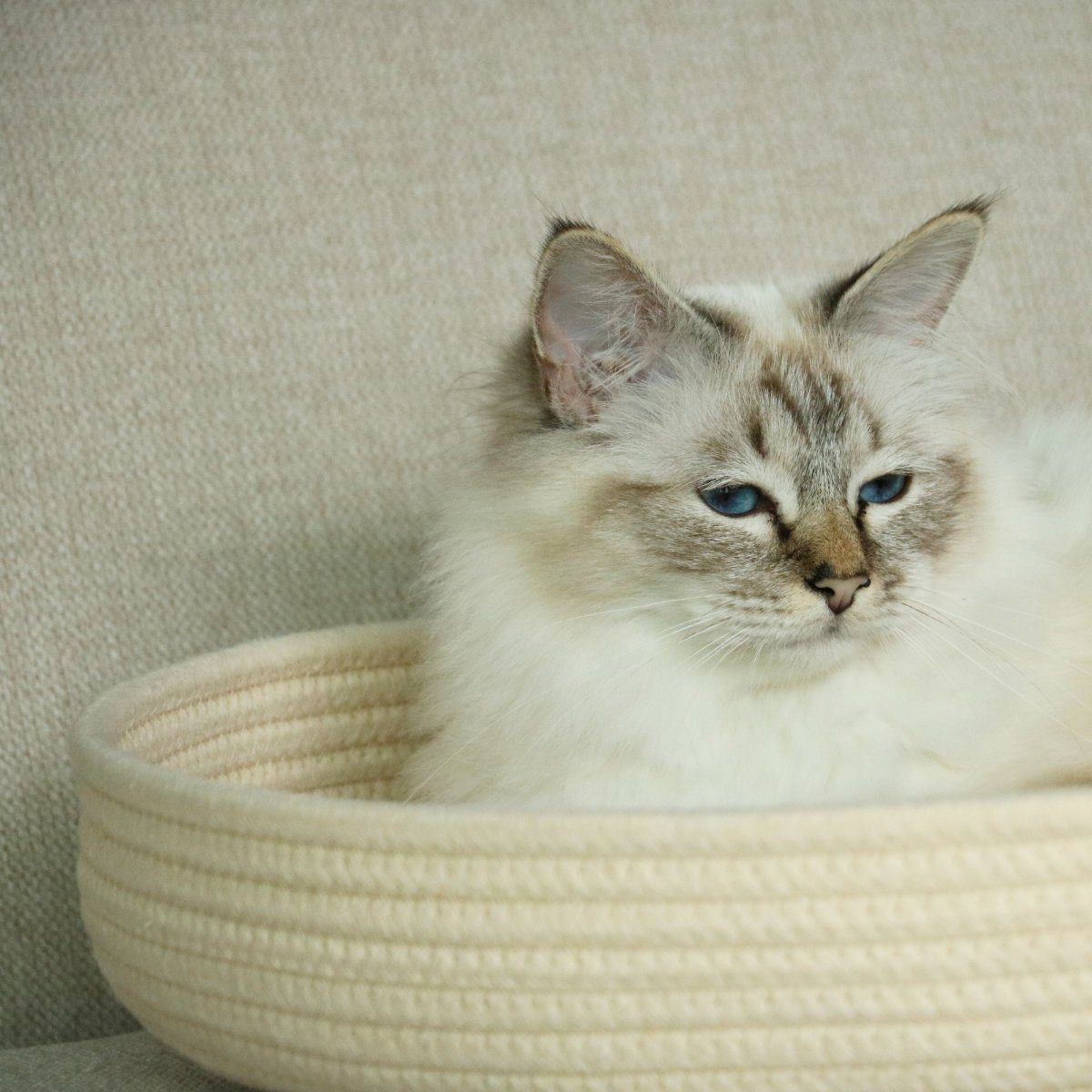 D&D Tierkorb Katzenkorb I Love Happy Cats Jess beige – Bild 4 von 5