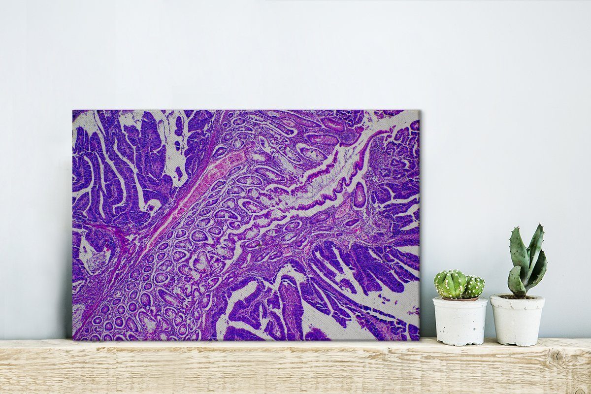 OneMillionCanvasses® Leinwandbild Bakterien, (1 St), Aufhängefertig, Wandbild Leinwandbilder, Wanddeko, 30x20 cm