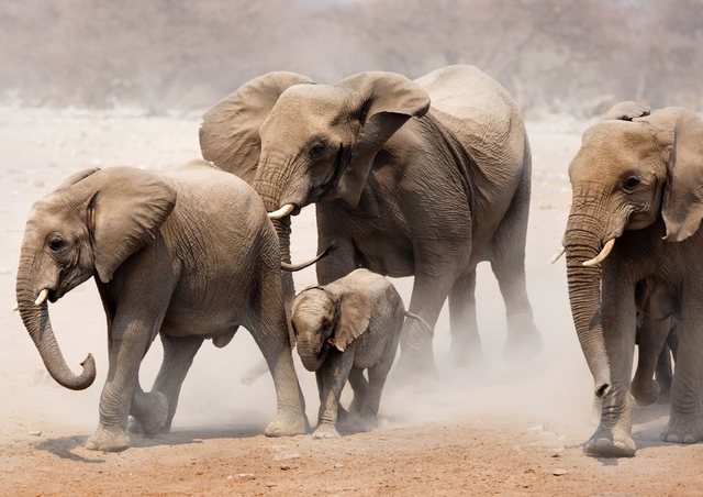 Papermoon Fototapete »Elephan Herd«, glatt-Otto