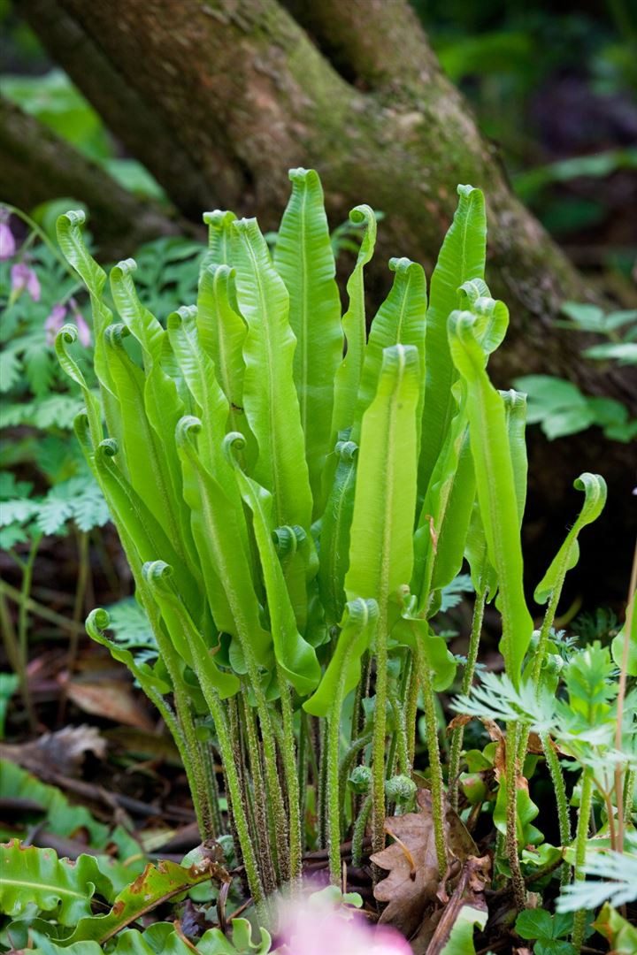 Pflanzen für Dich Gräser Phyllitis scolopendrium, 1 St., Hirschzungenfarn, Hirschzunge, immergrün, schattenverträglich