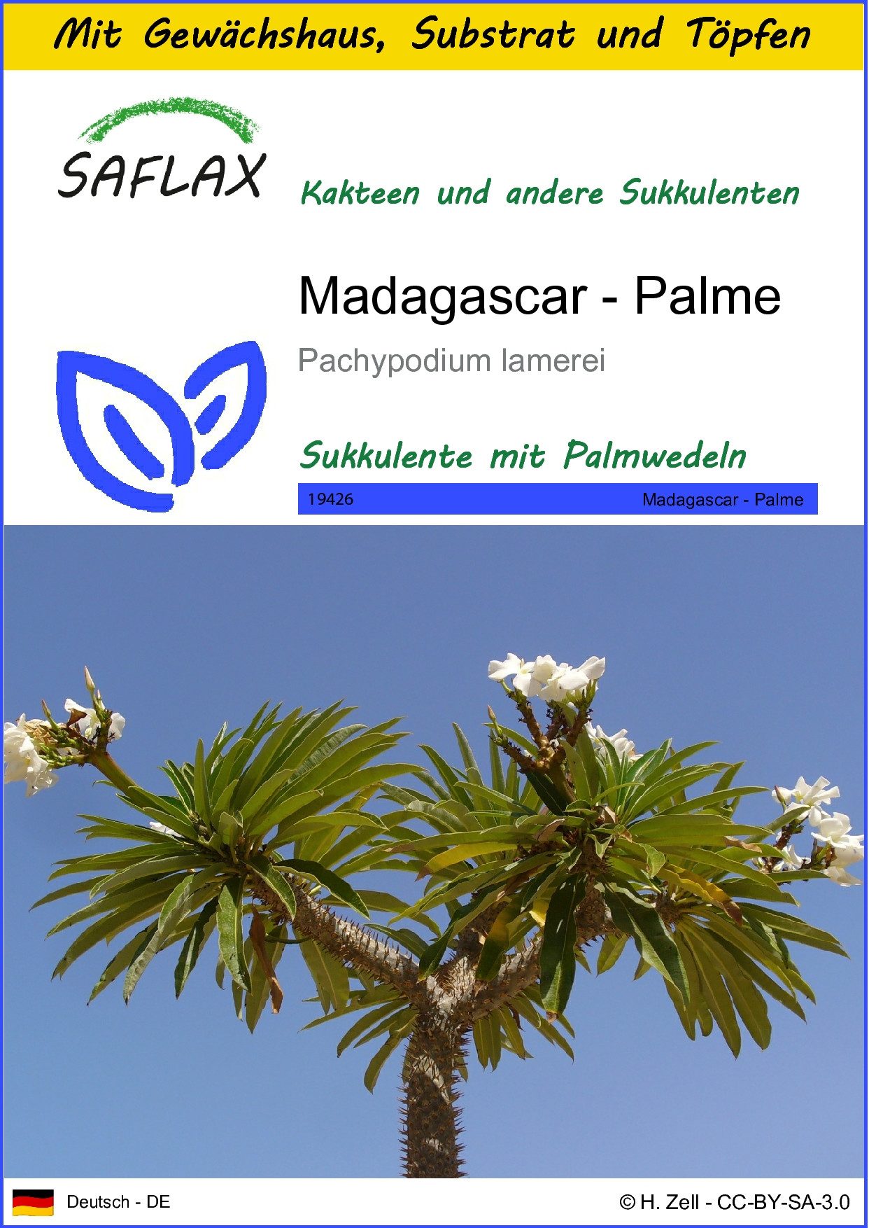 Blumensamen SAFLAX - Anzuchtset - Madagascar - Palme