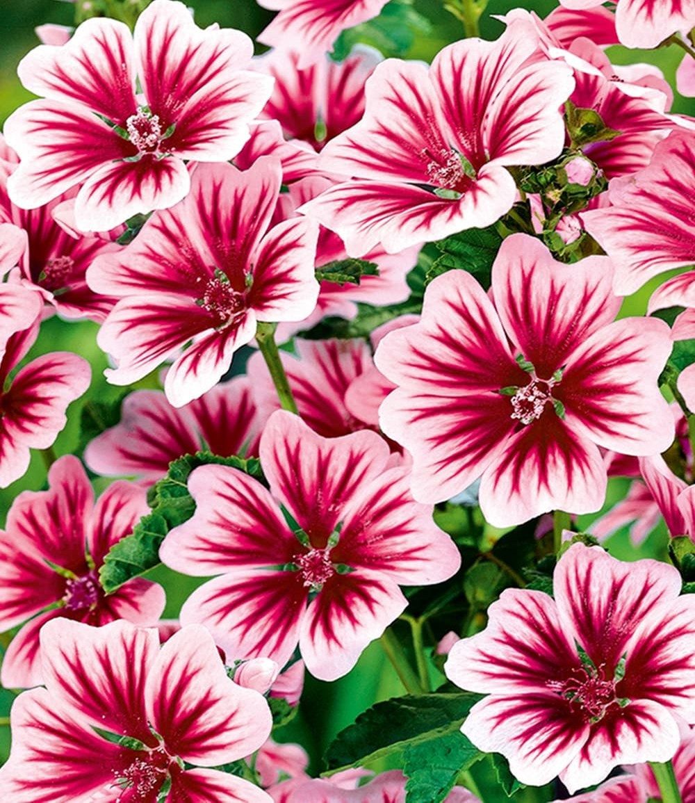 BALDUR Garten Staude Stauden-Malve 'Zebrina', 3 St., Blütenköpfe, winterhart, mehrjährig, pflegeleicht