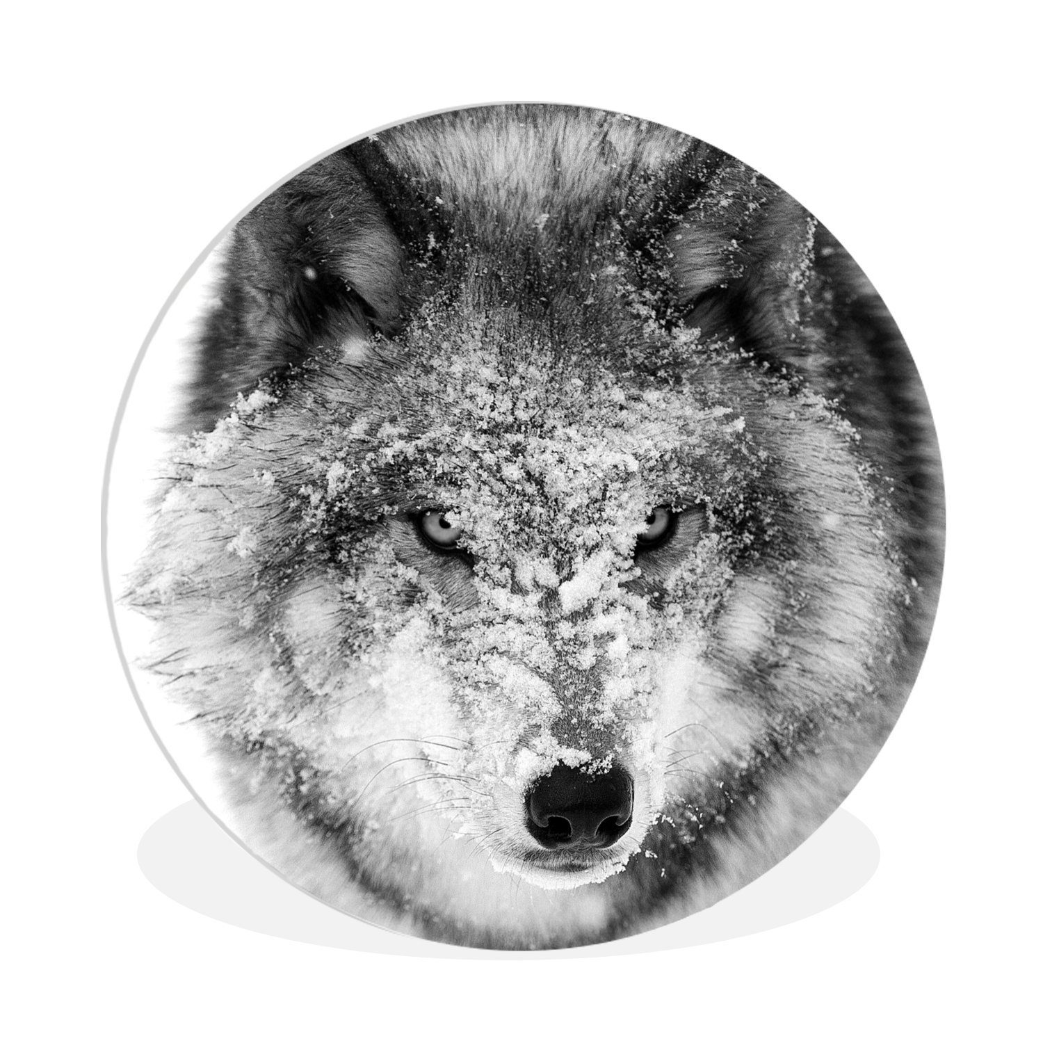 Kreis Wandbild, Wolf Gemälde St), Rundes cm 30x30 Kopf in mit MuchoWow (1 Wohnzimmer, verschneitem Wanddekoration schwarz-weiß, Forex,