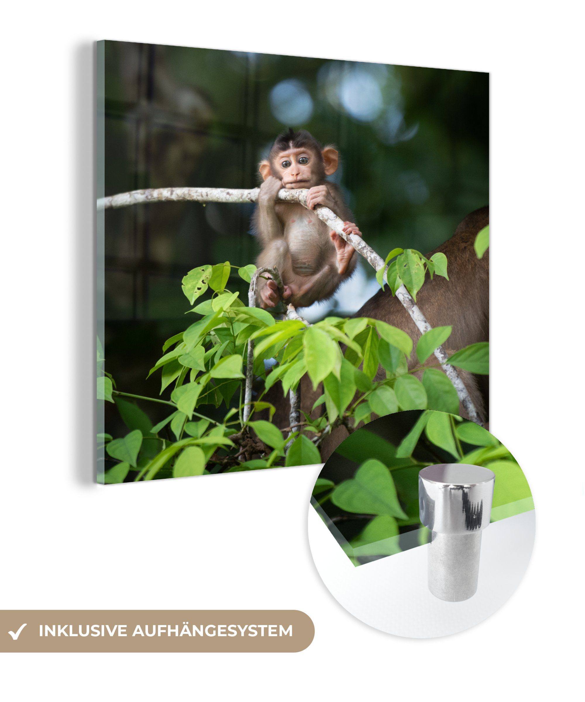 MuchoWow Acrylglasbild Junger Affe hängt an einem Ast, (1 St), Glasbilder - Bilder auf Glas Wandbild - Foto auf Glas - Wanddekoration