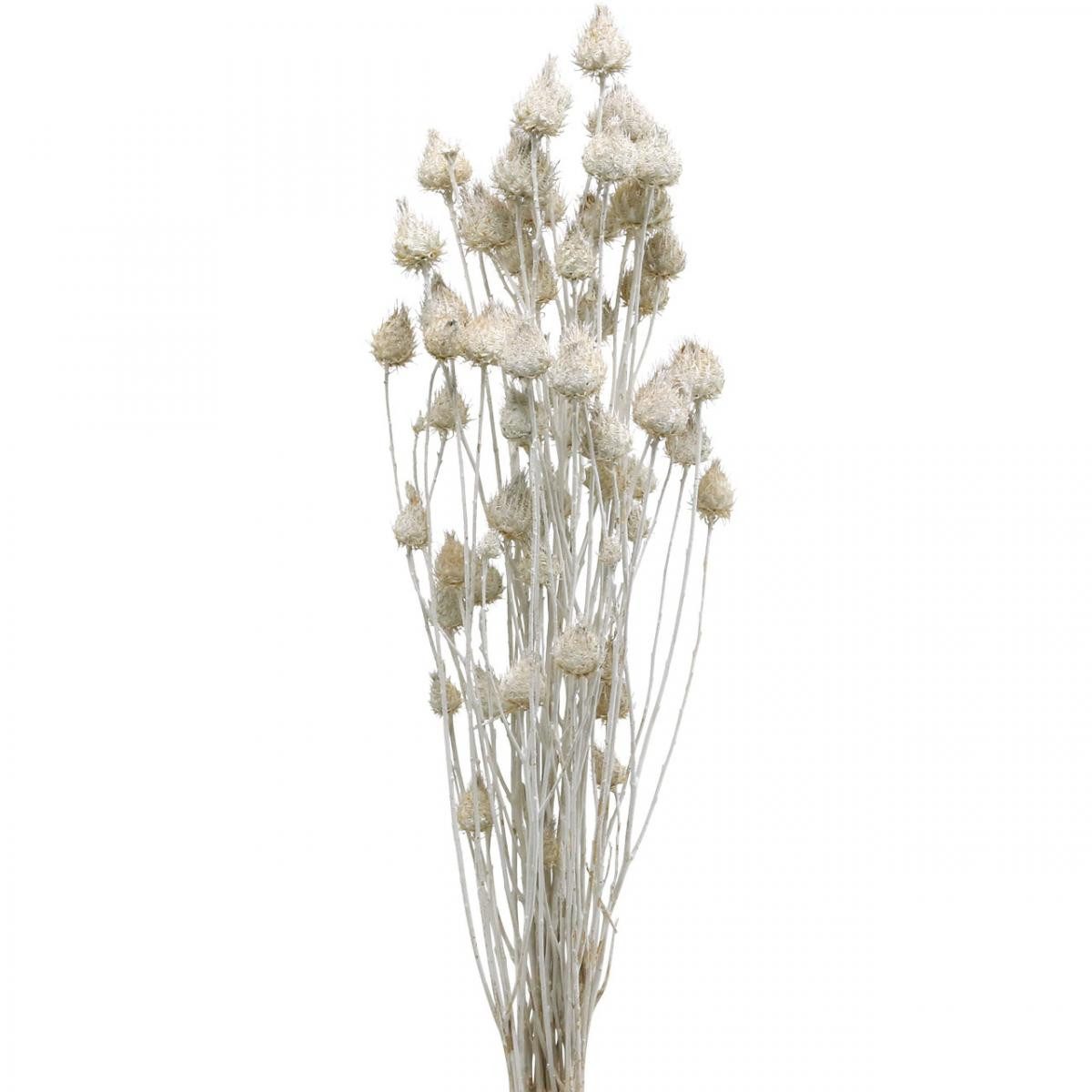 Trockenblume Weiße Trockenblumen Erdbeerdistel Dekoration 100g, günstig online kaufen