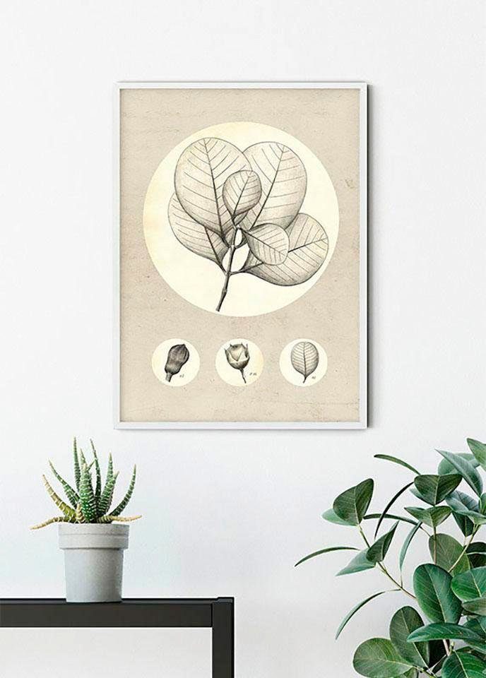Kinderzimmer, Blätter, St), Pflanzen Schlafzimmer, (1 Leaf, Wohnzimmer Transparent Komar Poster