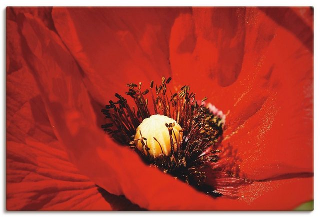 Artland Wandbild »Roter Mohn«, Blumen (1 Stück), in vielen Größen & Produktarten - Alubild / Outdoorbild für den Außenbereich, Leinwandbild, Poster, Wandaufkleber / Wandtattoo auch für Badezimmer geeignet-Otto