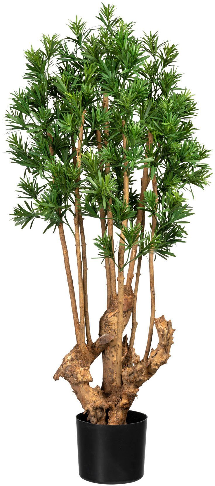 cm Podocarpus Zimmerpflanze green, macrophyllus, Podocarpus 105 macrophyllus Höhe Creativ Künstliche