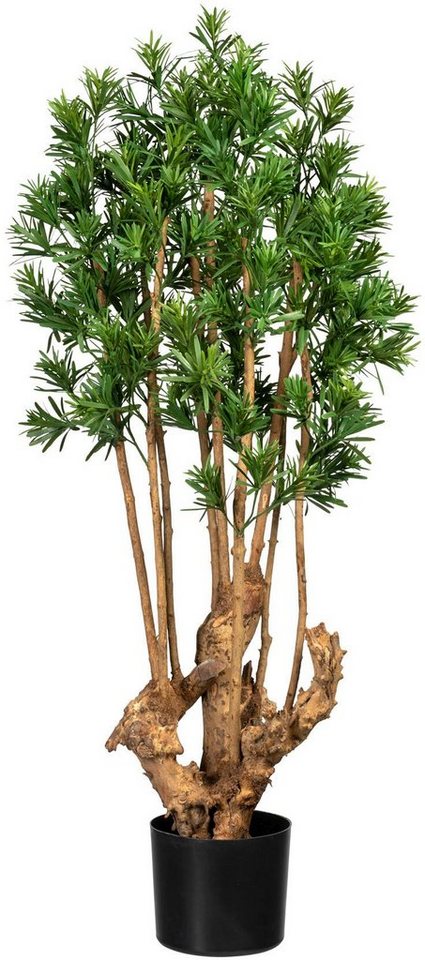 Künstliche Zimmerpflanze Podocarpus macrophyllus Podocarpus macrophyllus,  Creativ green, Höhe 105 cm