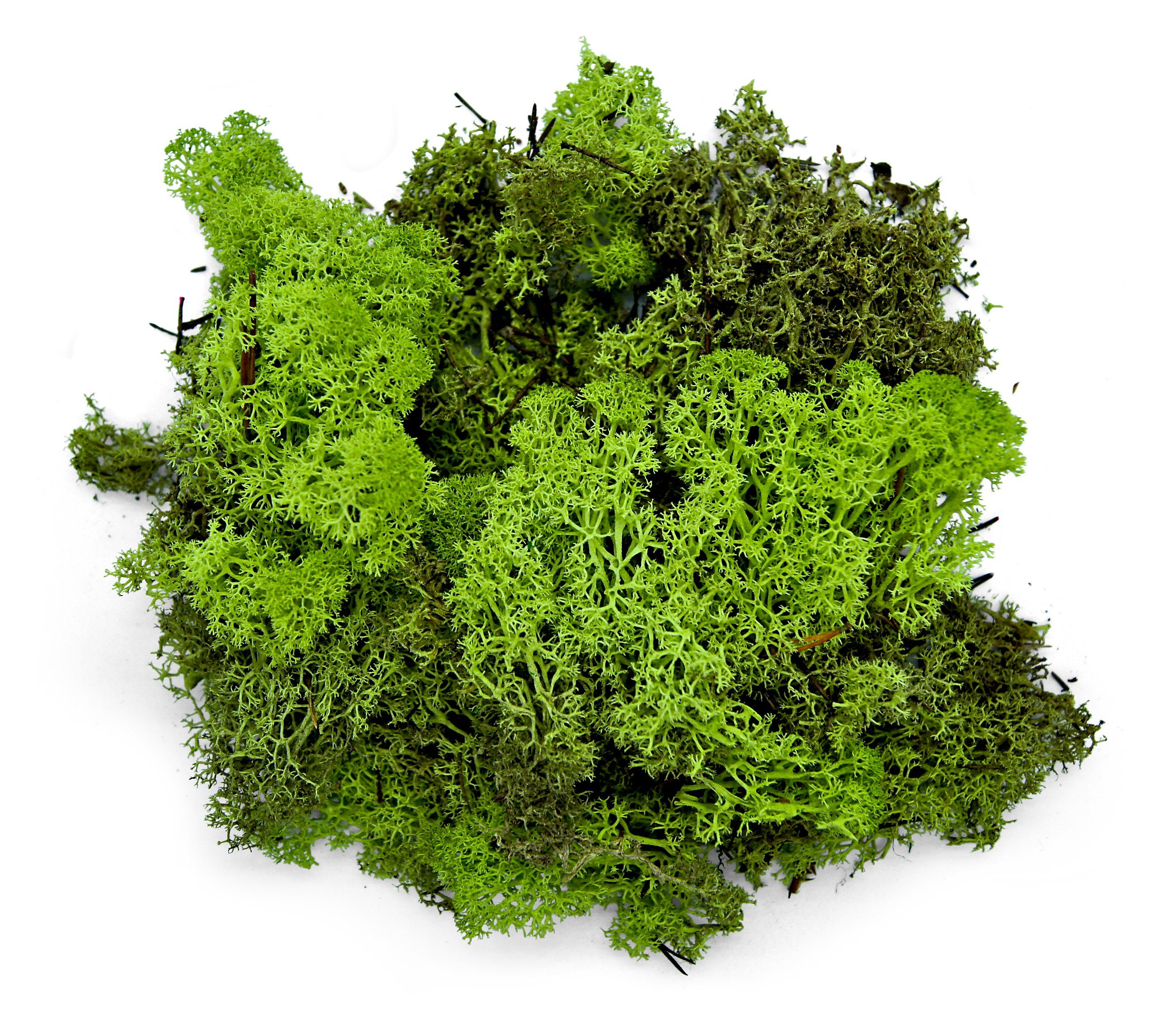 Trockenblume Islandmoos konserviert und stabilisiert in Natur 500gramm, mei günstig online kaufen