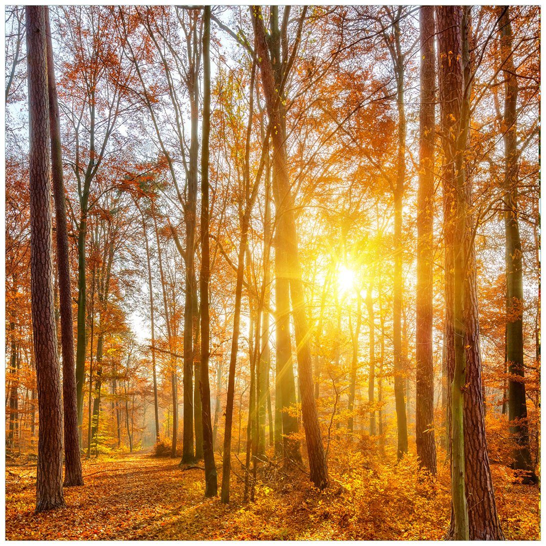 Wallario Tischplatte Sonnenuntergang im herbstlichen Wald (1 St), für Ikea Lack Tisch geeignet