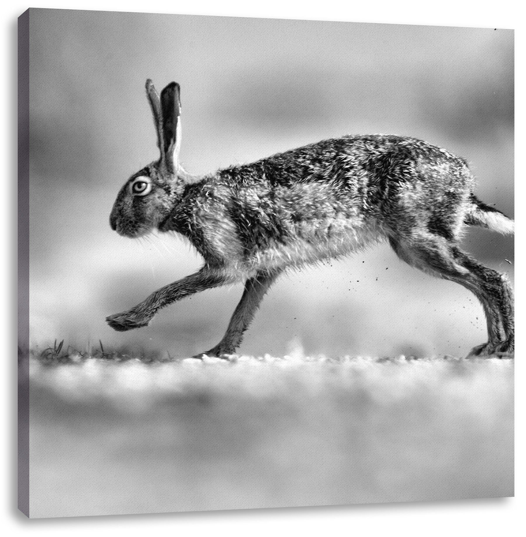 Pixxprint Leinwandbild Hüpfender Hase, Hüpfender Hase (1 St), Leinwandbild fertig bespannt, inkl. Zackenaufhänger