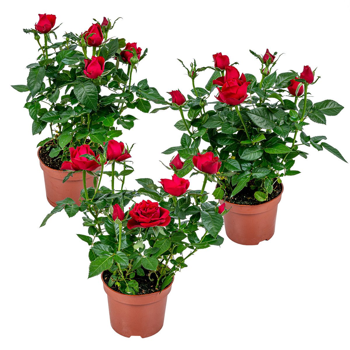 Bloomique Zimmerpflanze 3er-Set - Topfrosen Rot - Für drinnen und draußen - Zimmerpflanzen - G, 3 St.