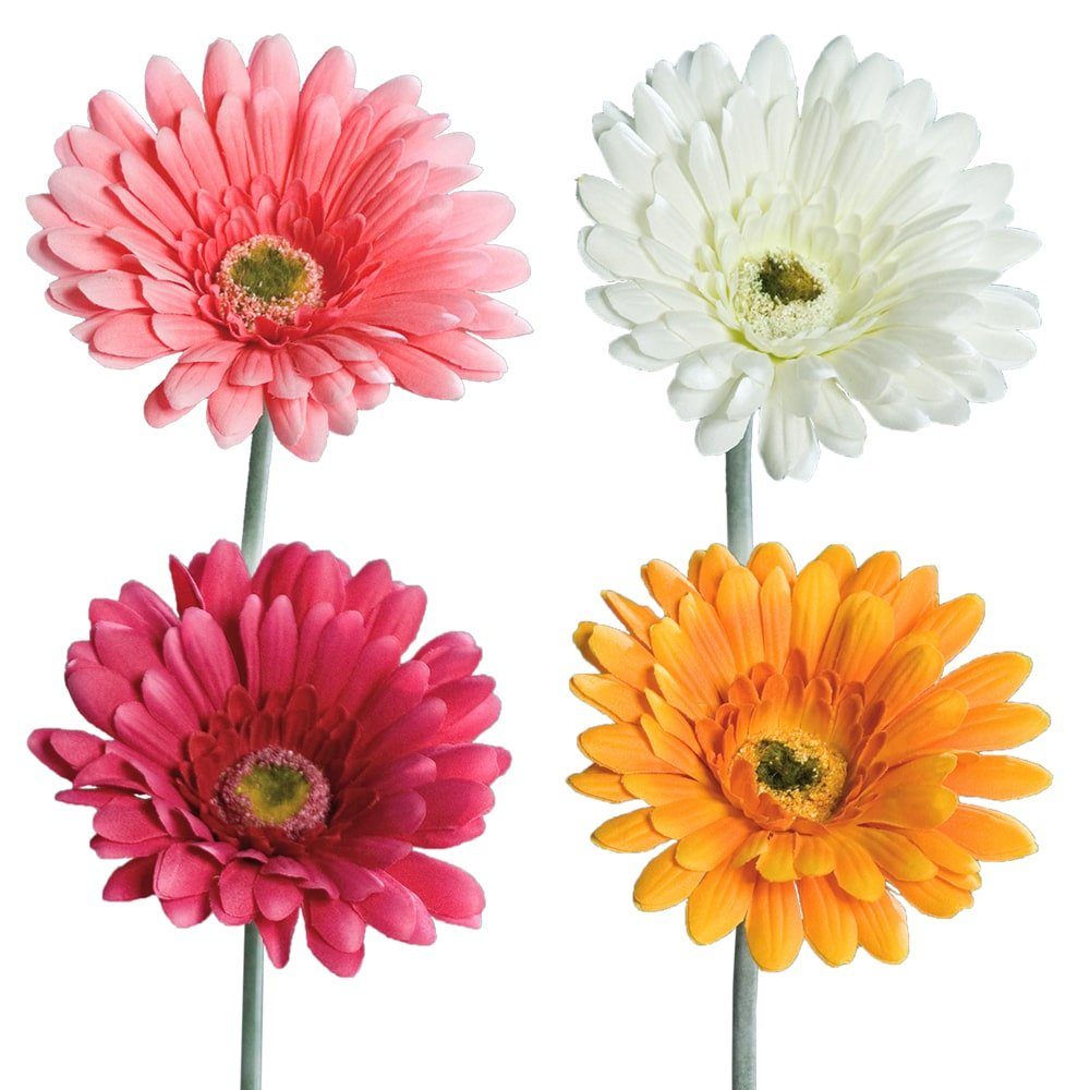 56 Gerbera, Stk Kunstblumen HOME matches21 56 cm, cm cremeweiß Kunstblume Blüten cremefarben HOBBY, Gerbera 1 Indoor Höhe &
