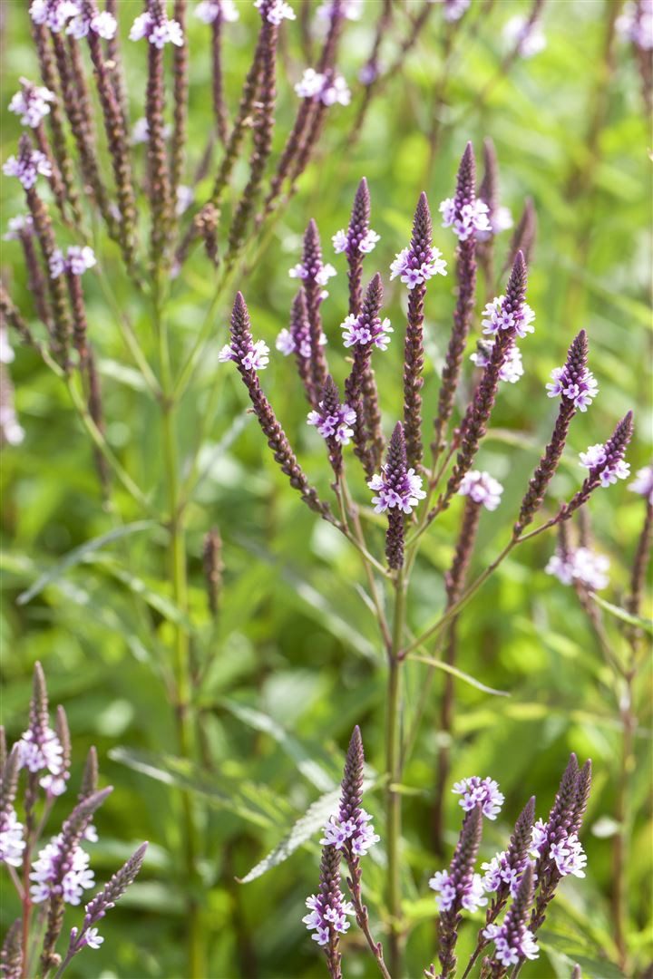 Pflanzen für Dich Staude Verbena has. Pink Spires, 1 St., Eisenkraut, Hohe Verbene