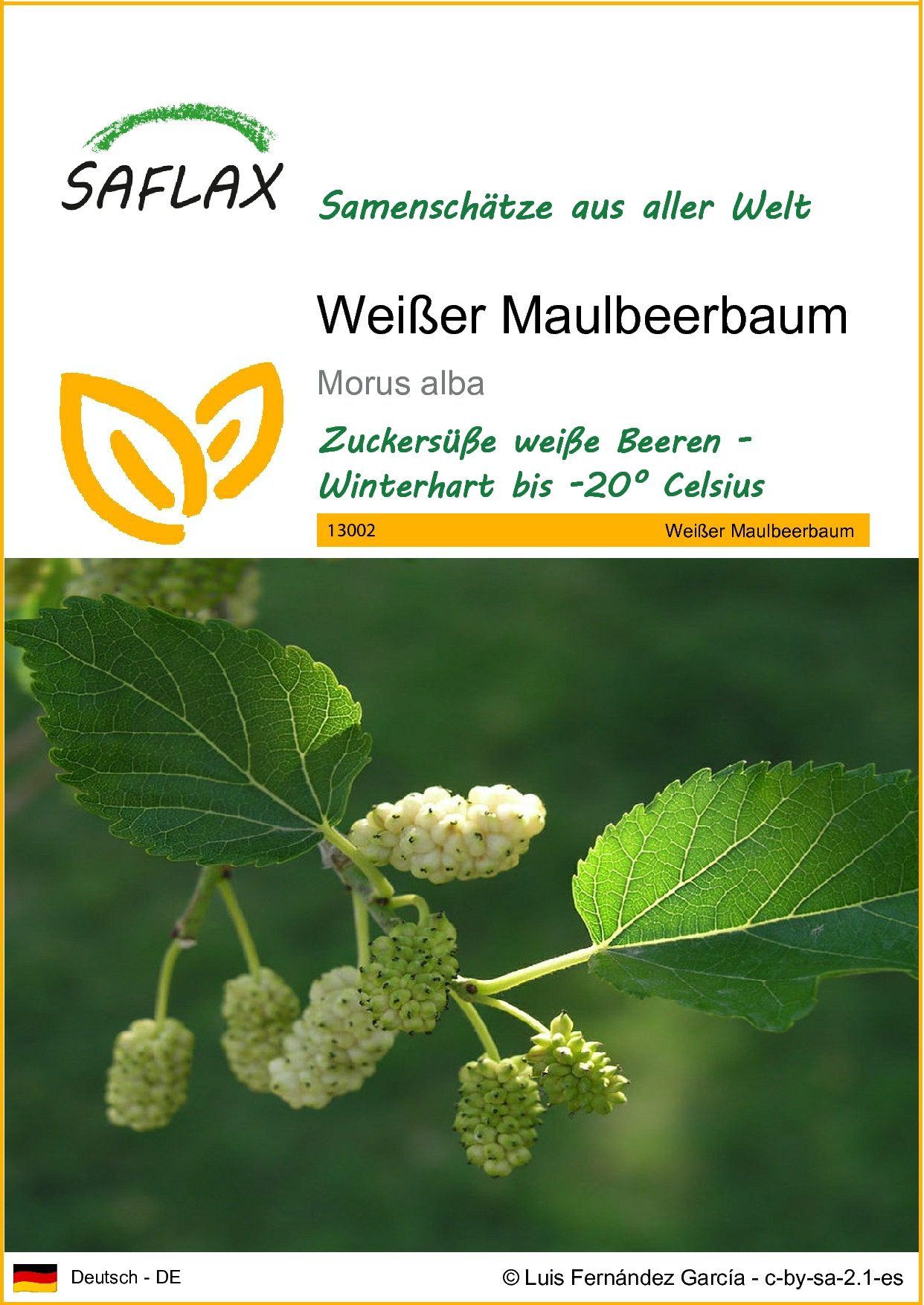 SAFLAX Blumensamen SAFLAX - Samen - Weißer Maulbeerbaum