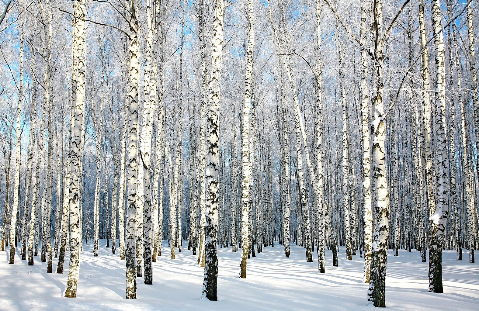 Fototapete VLIES-Tapete Premium "Wald im Winter"