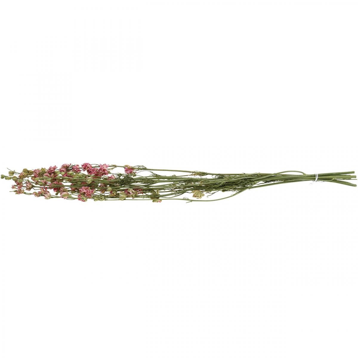 Trockenblume Rittersporn Trockenblume Delphinium für dekorative Floristik, DIJK, Höhe 32 cm