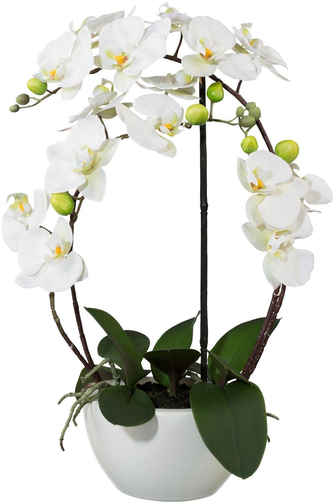 Kunstpflanze Phalaenopsis Orchidee, Creativ green, Höhe 52 cm günstig online kaufen
