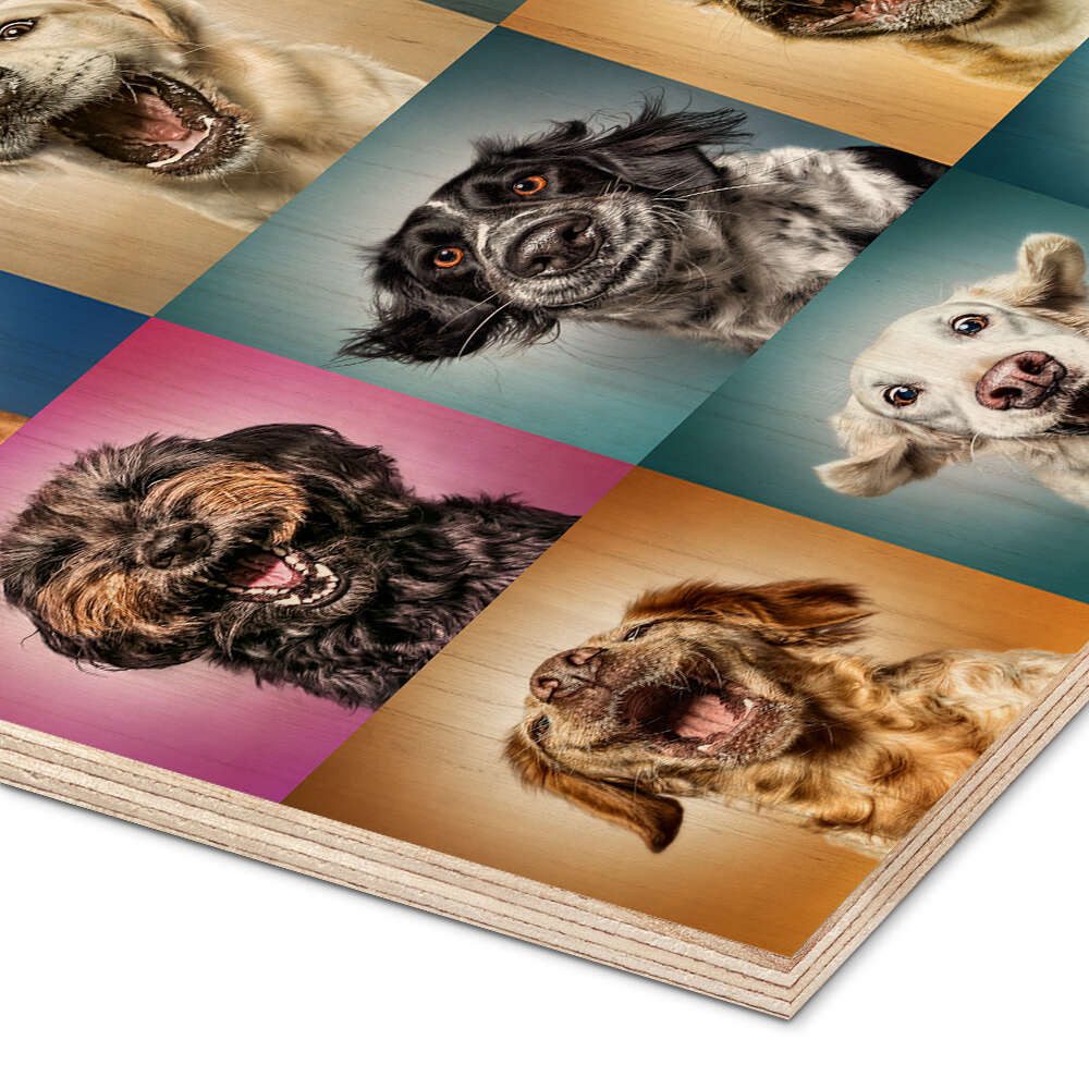 Posterlounge Holzbild Manuela Kulpa, Lustige Hundegesichter