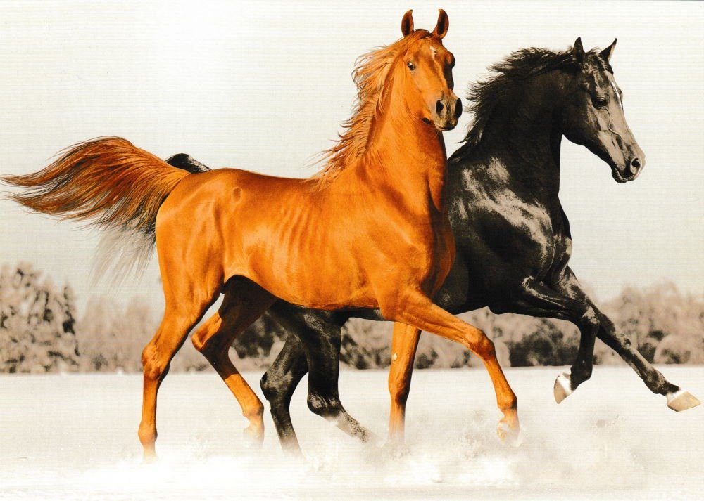 Postkarte Pferde" "Edle