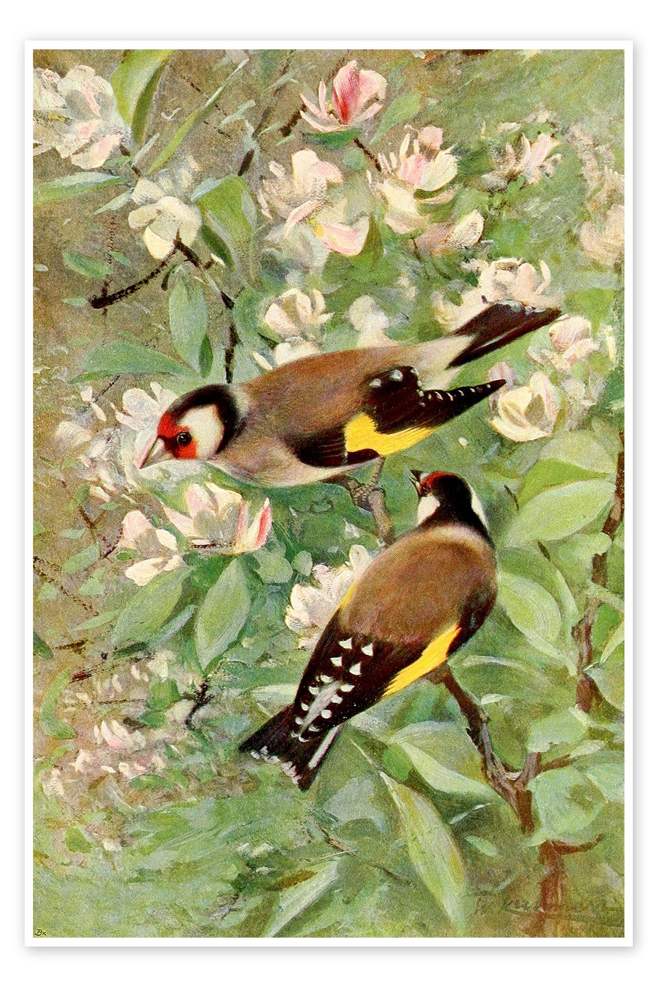Posterlounge Poster Wilhelm Kuhnert, Stieglitz, Illustration