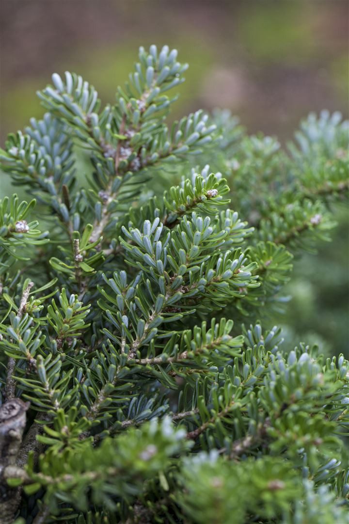 Pflanzen für Dich Konifere Abies koreana Silberperl, 1 St., Koreanische Tanne, silberne Zapfen, kompakter Wuchs
