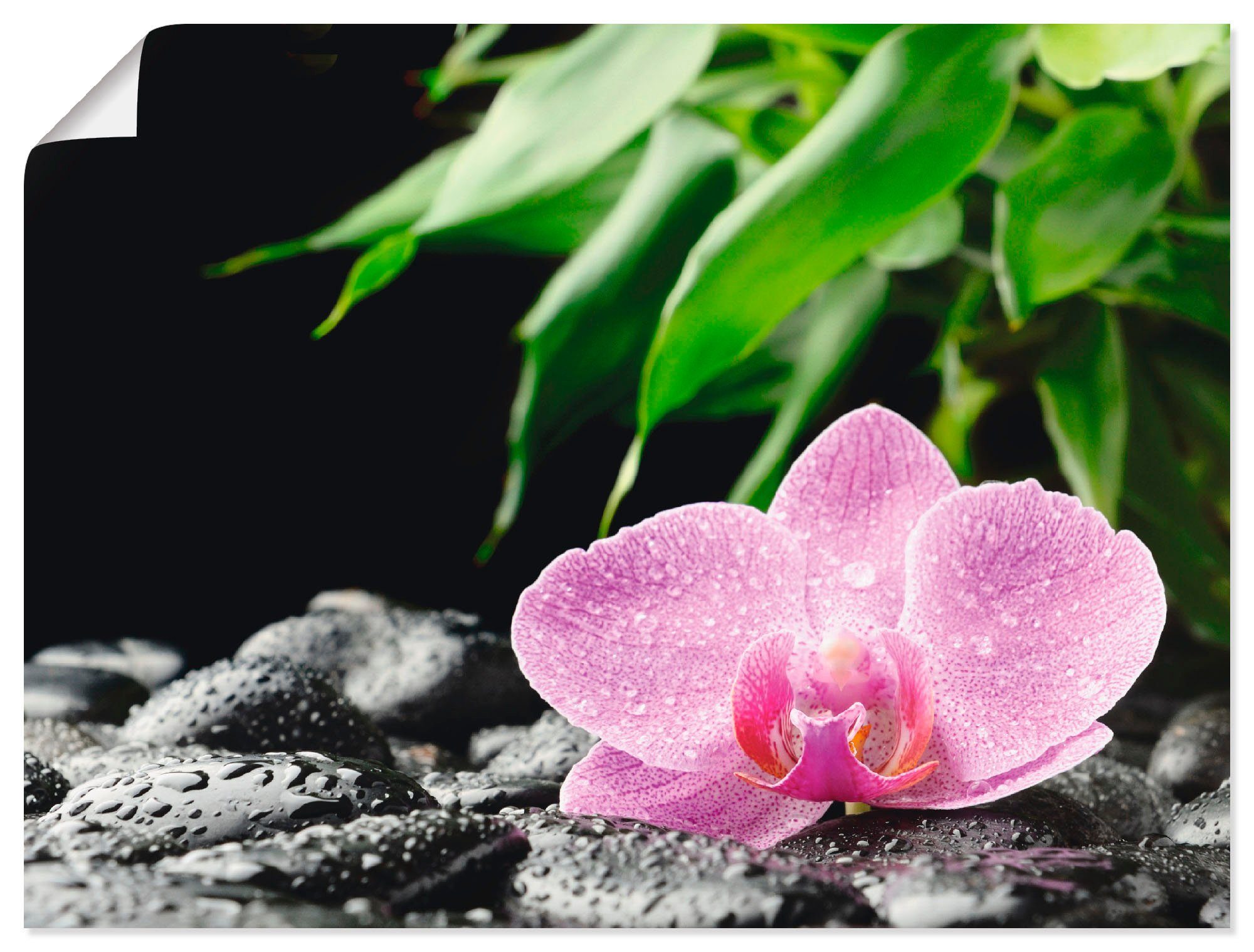 oder Steinen, Orchidee Zen Alubild, Größen Artland auf Leinwandbild, Poster schwarzen (1 Blumen in versch. Wandbild Wandaufkleber Rosa St), als