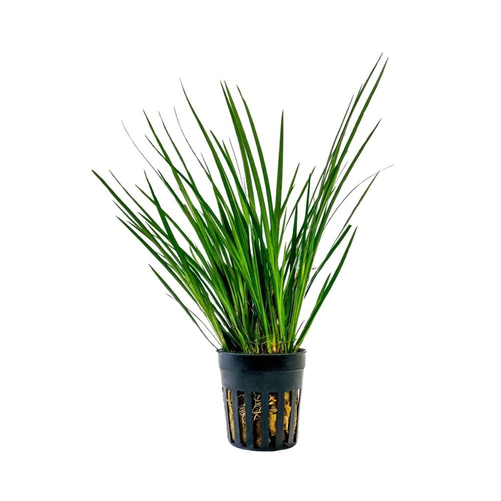 Aquaone Wasserpflanze Terrarium Pflanze Acorus gramineus Topf Nr.401T günstig online kaufen