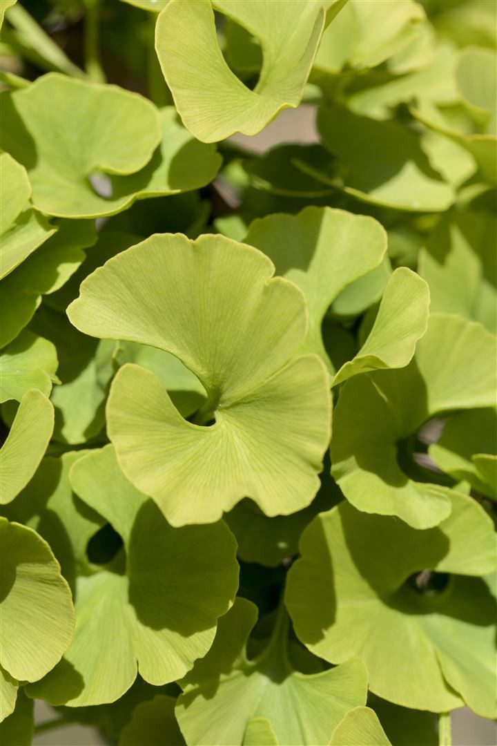 Pflanzen für Dich Konifere Ginkgo biloba Mariken, 1 St., Ginkgo, Fächerblattbaum, fächerförmig, gelbe Herbstfärbung