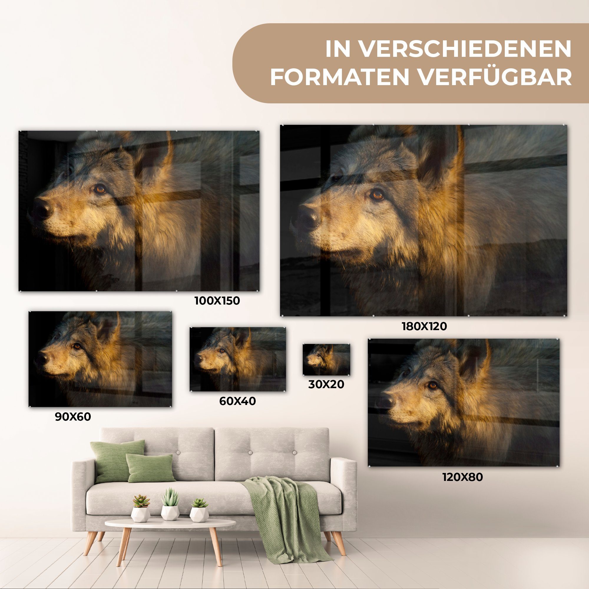 Sonne, Acrylglasbild Wolf & Wohnzimmer Gold MuchoWow Schlafzimmer - St), - Acrylglasbilder (1