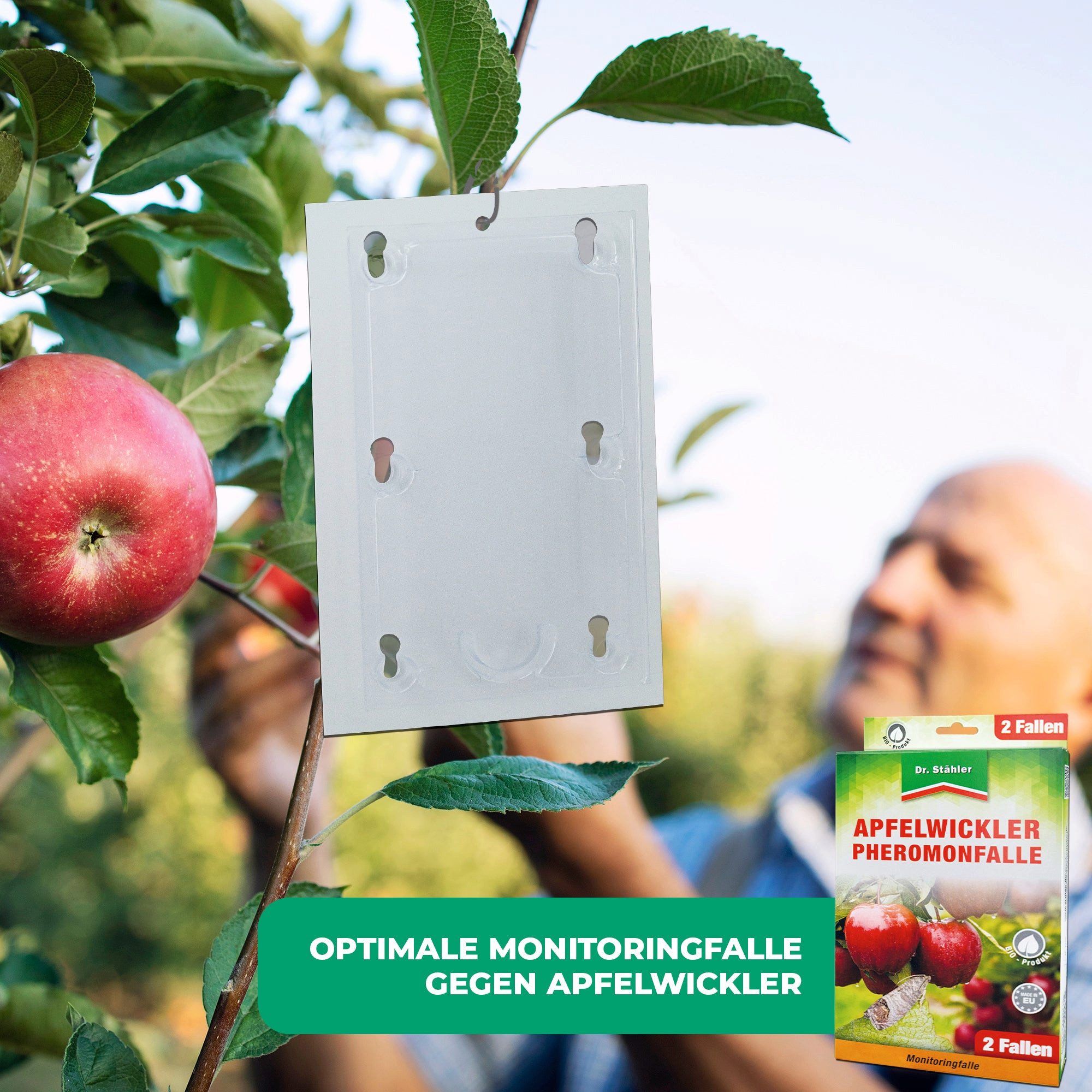 Dr. Stähler Klebefalle Apfelwickler Pheromonfalle: Effektiver Schutz für Obstbäume, Monitoringfalle - Für Apfelbäume & Obstgärten – Ohne Insektizide – Bild 4 von 5