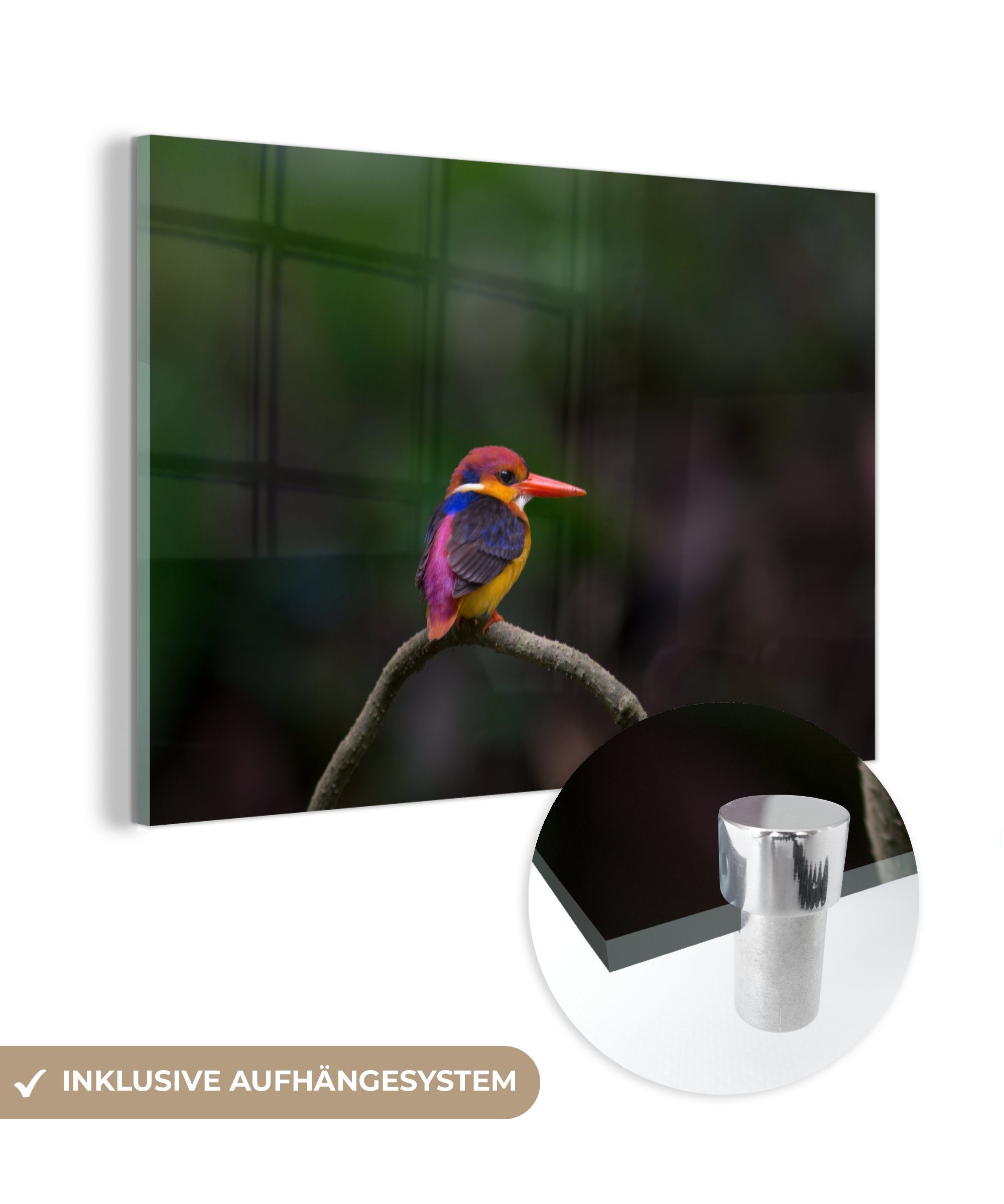 MuchoWow Acrylglasbild Graubrusteisvogel, (1 St), Acrylglasbilder Wohnzimmer & Schlafzimmer