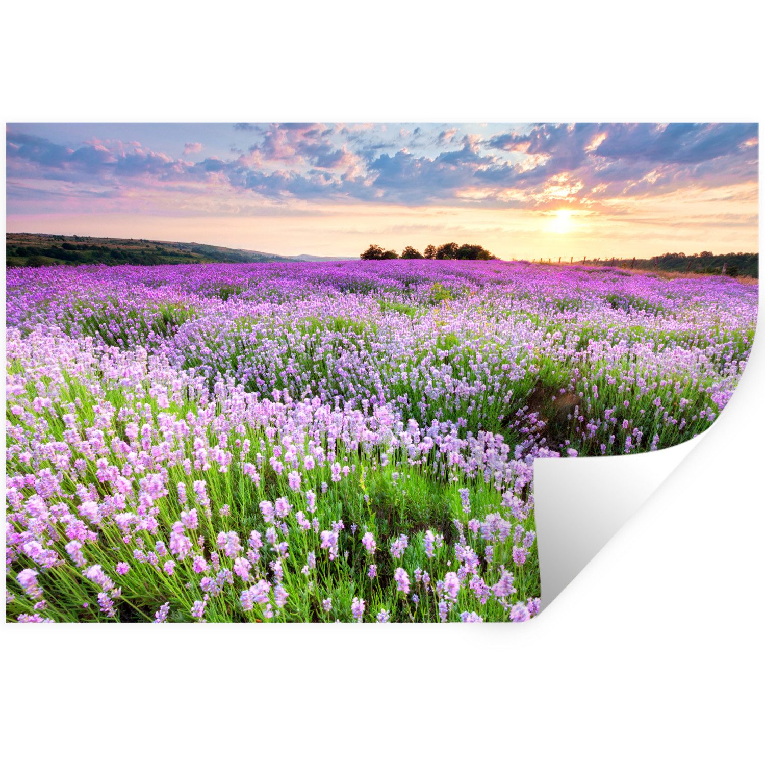 MuchoWow Wandsticker Blumen - Lavendel - Lila - Himmel - Sonnenuntergang - Wiese - Natur (1 St), Wandtattoo, Selbstklebend, Wohnzimmer, 30x20 cm