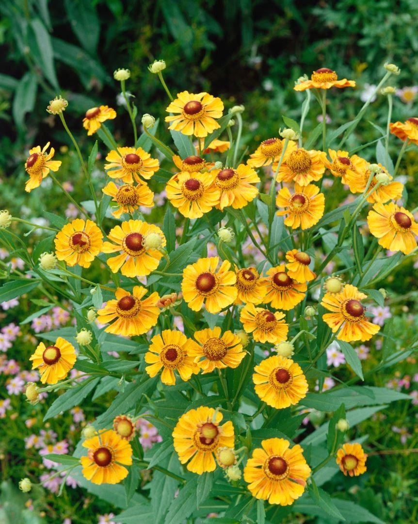 Pflanzen für Dich Staude Helenium 'Goldrausch', 1 St., Sonnenbraut, Garten-Sonnenbraut